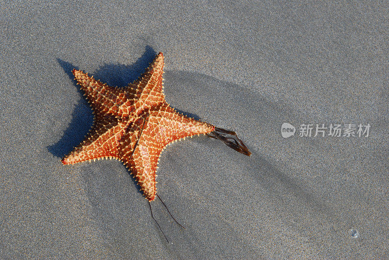 海星在沙滩上