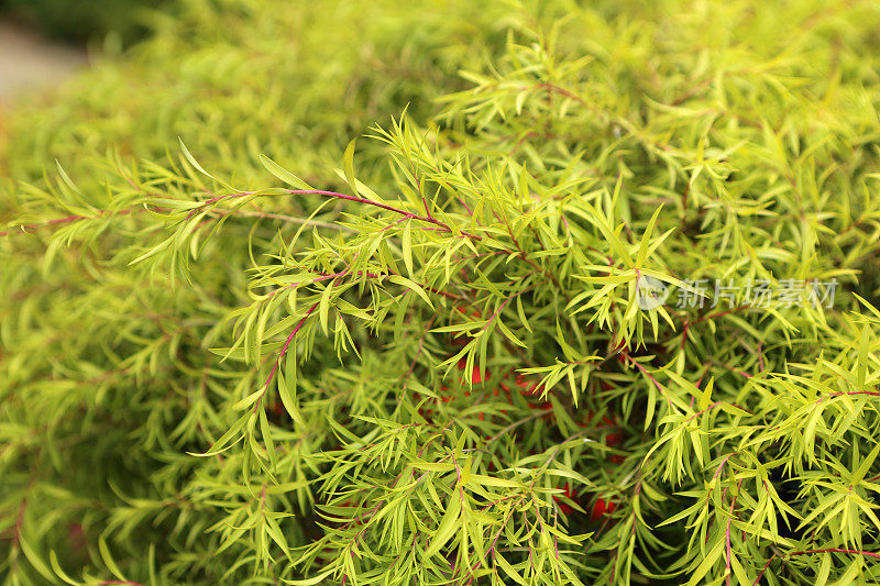 白千层属灌木Bracteata