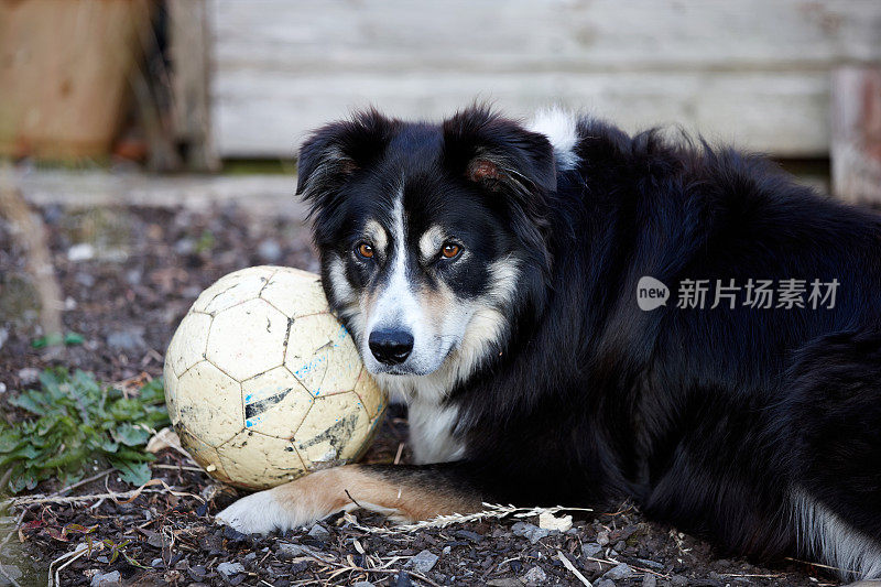 边境牧羊犬躺在地上踢足球