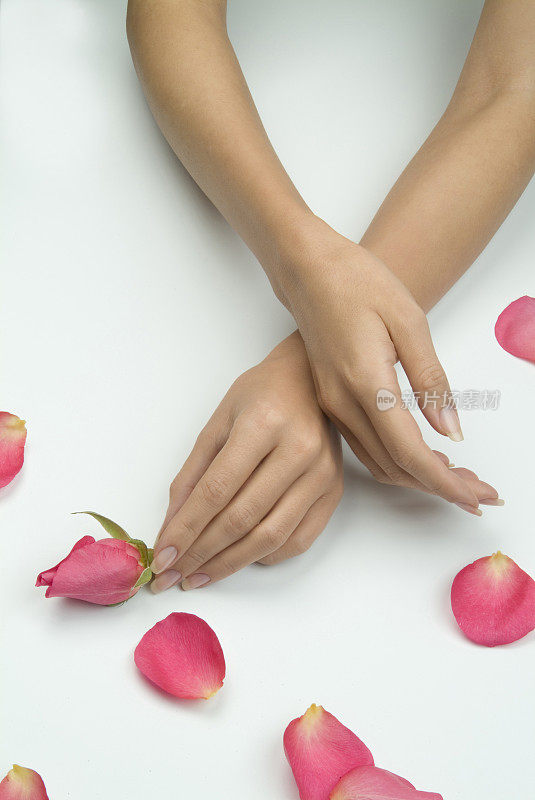 女士的手触摸着玫瑰花蕾