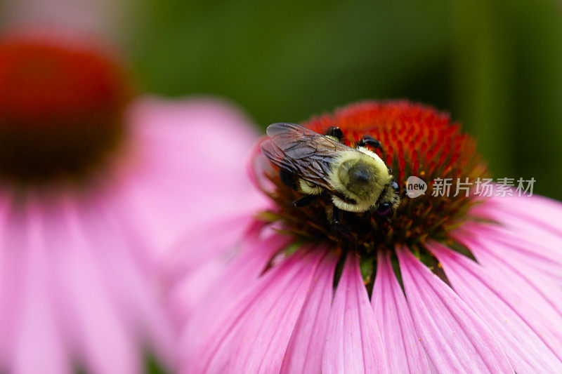 大黄蜂在松果菊