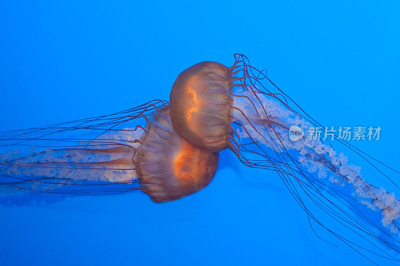 两个水母:Medusozoa