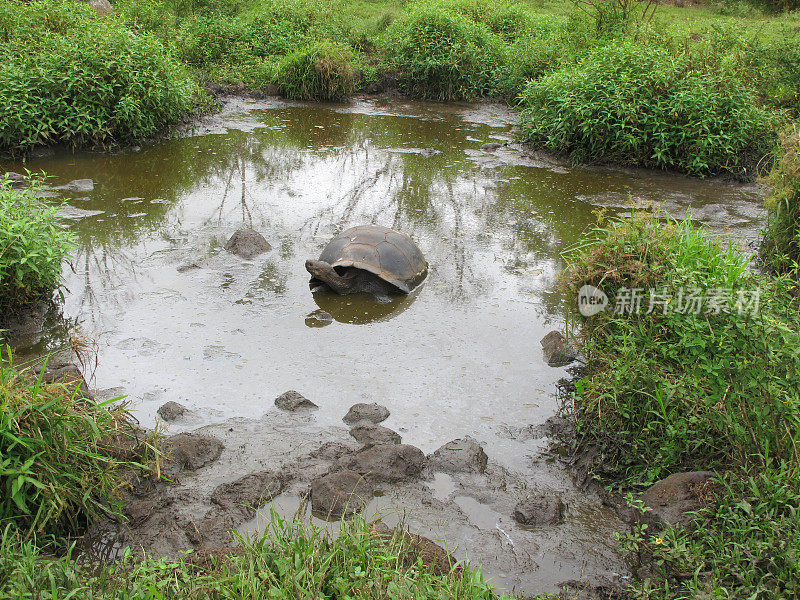 池塘里的巨龟