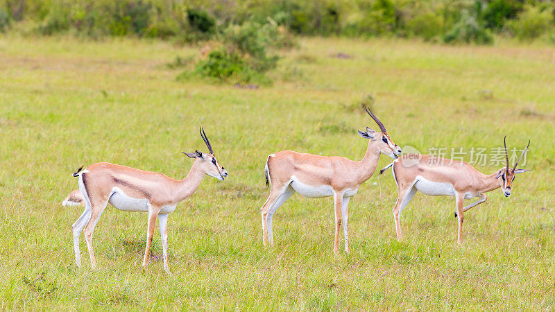 格兰特是Gazelles