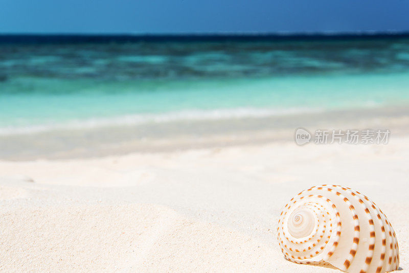 沙滩上的海螺壳