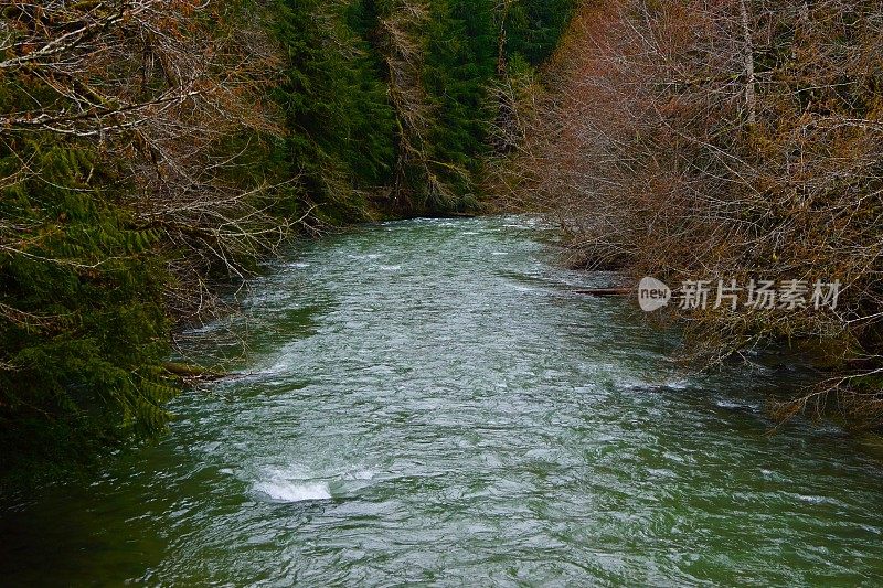 Breitenbush河野生