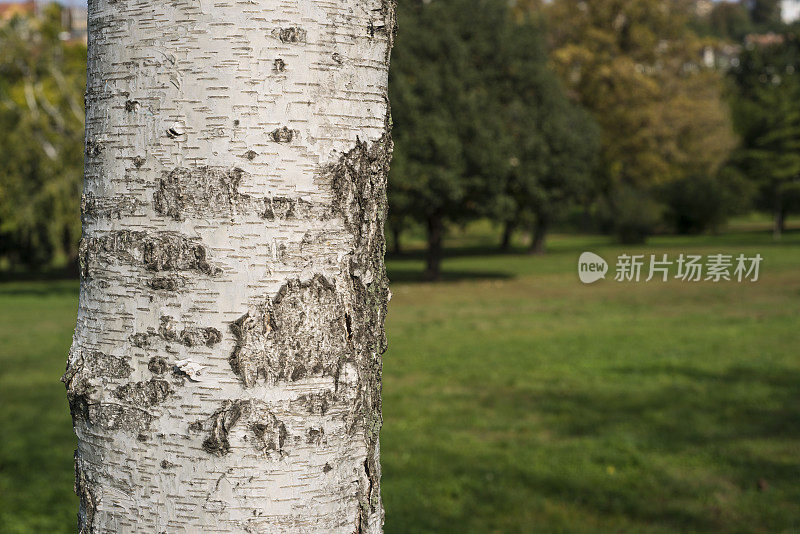 树干的细节