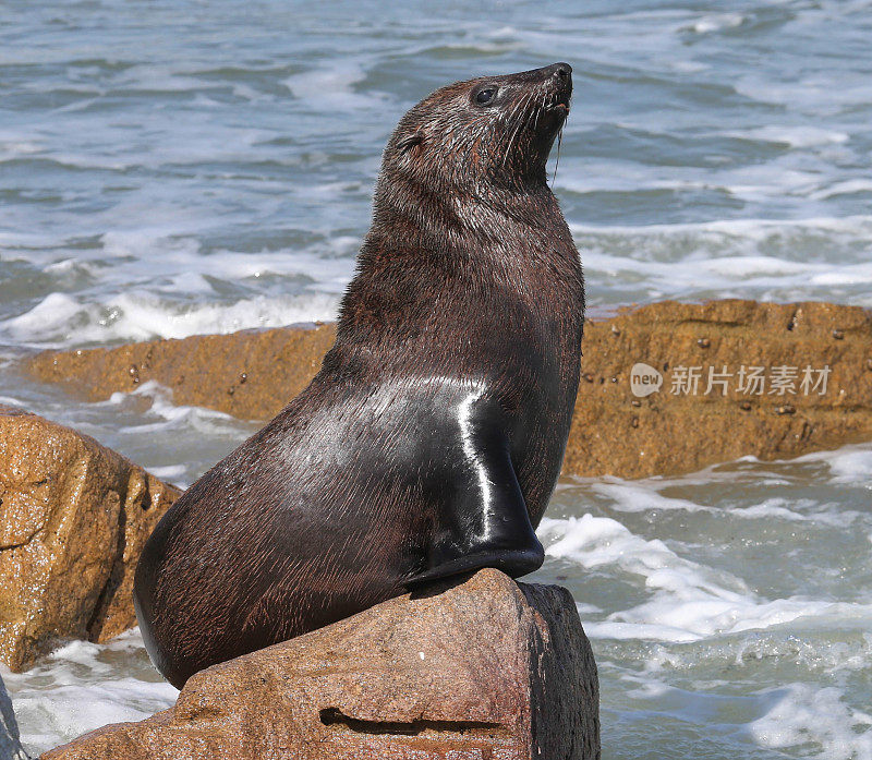 海狗角