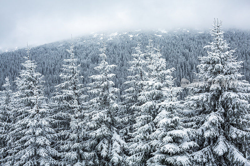 的雪山森林