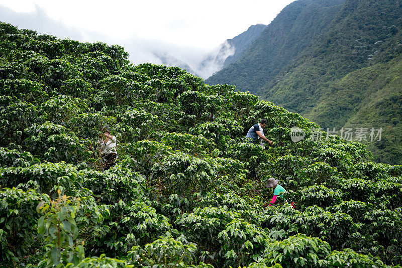 一群采摘咖啡豆的农民