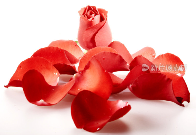 一朵红玫瑰和花瓣