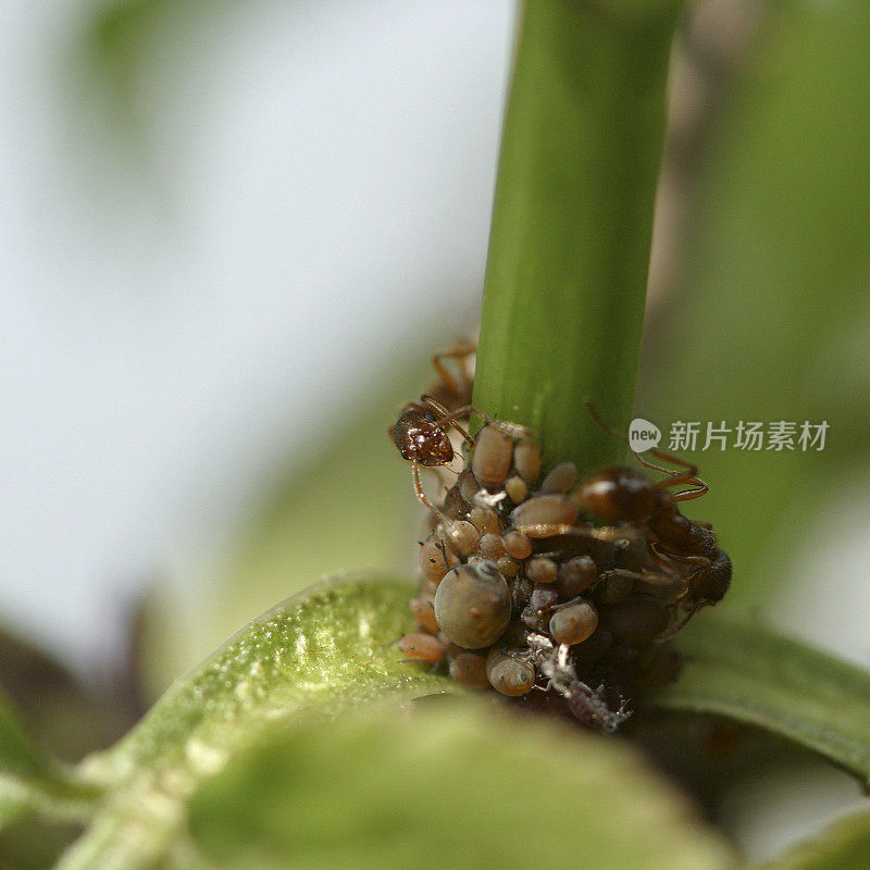 蚂蚁养殖蚜虫