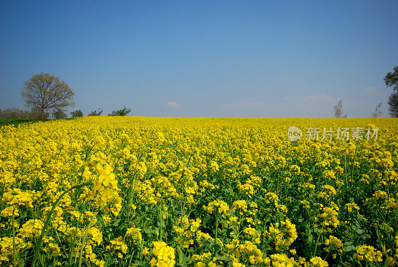 油菜