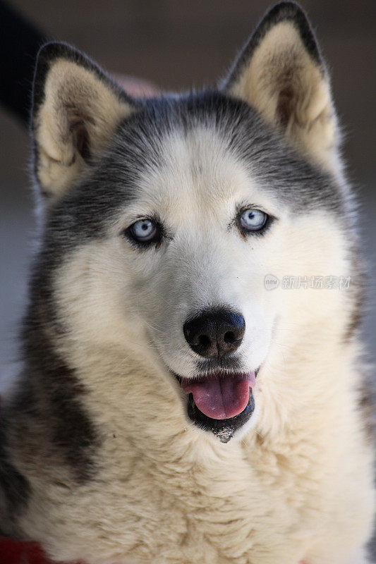 西伯利亚雪橇犬