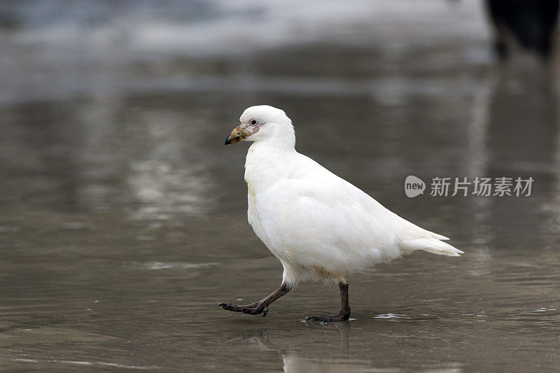 福克兰群岛浅水区的雪鞘鸟