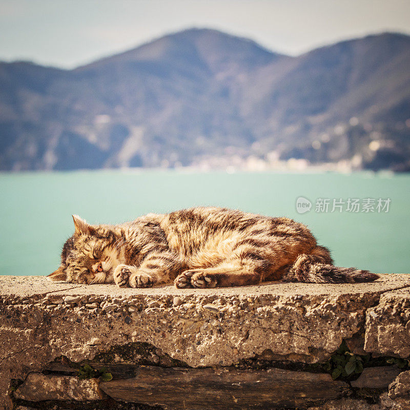 生活在边缘。猫睡觉。