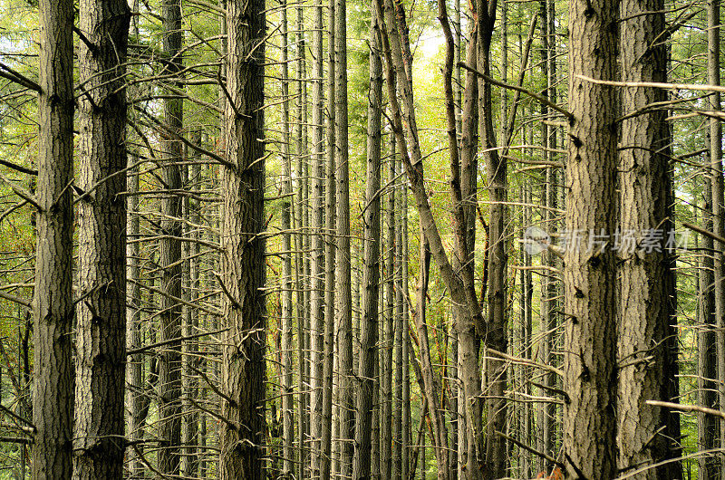 华盛顿州圣胡安岛的树木和森林