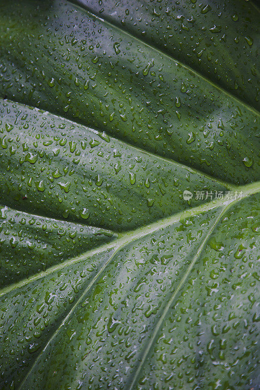 绿叶上有雨滴