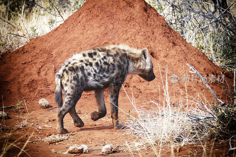 在南非马迪克威野生动物保护区，一只斑点鬣狗走在红白蚁堆前