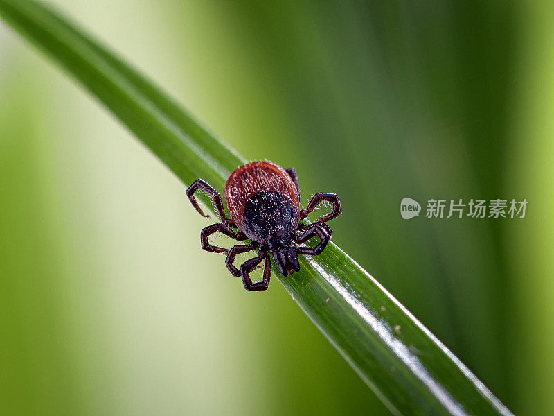 草叶上的肩胛骨硬蜱属成虫