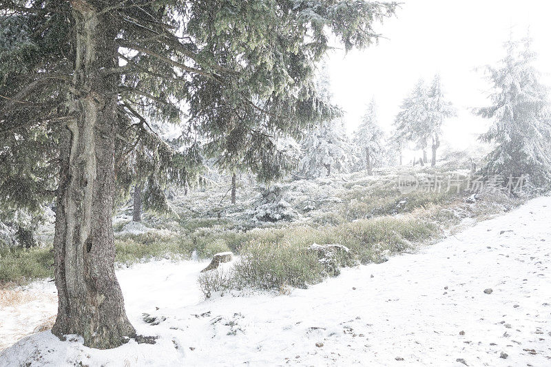 森林里积雪的小路