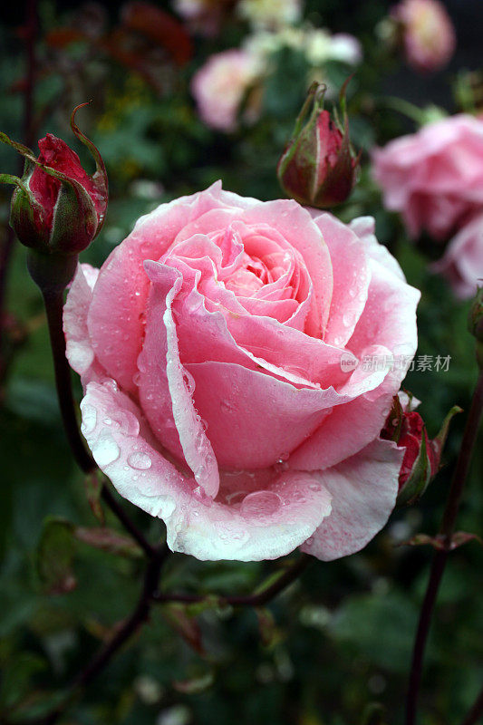 美丽的粉红玫瑰和夏日雨后的玫瑰花蕾