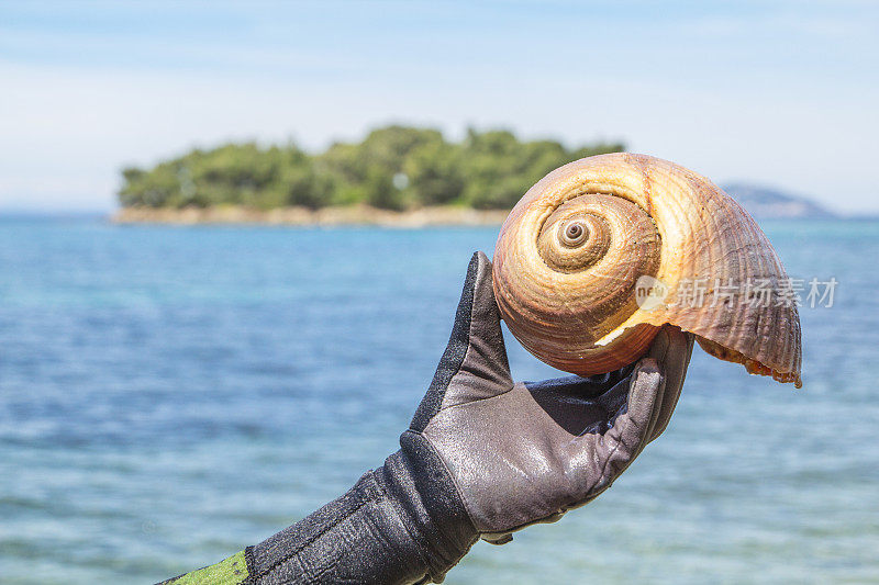 希腊岛上的蜗牛壳