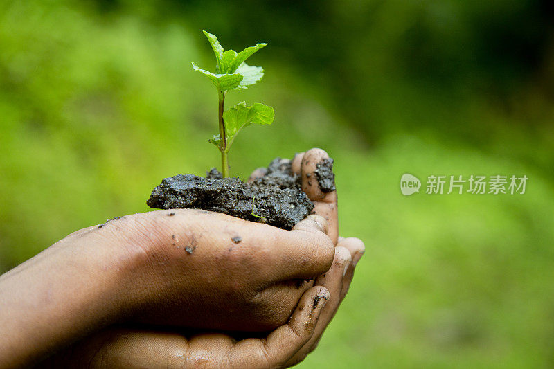 女孩手里拿着小植物