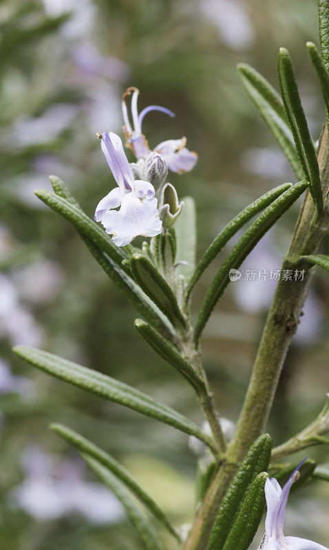 迷迭香(迷迭香属officinalis)