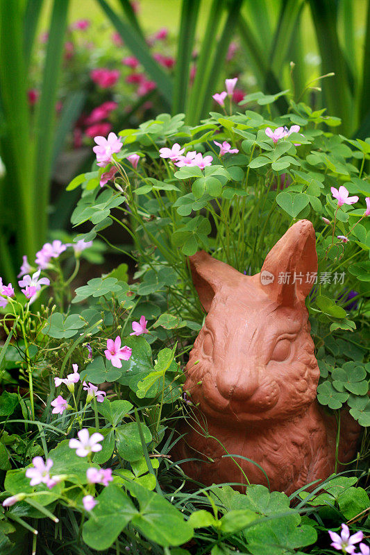 我花园里的赤兔
