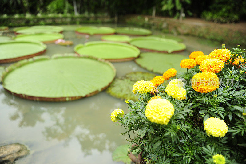 黄色的花