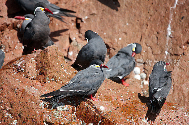巴列斯塔斯群岛岩石表面上的秘鲁皇家燕鸥