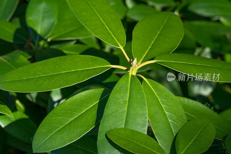 罗多登龙叶