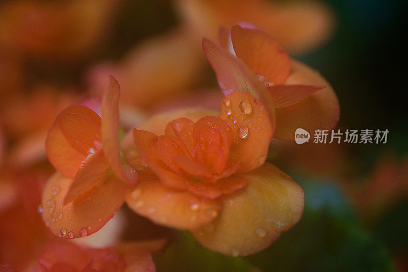 梦幻橙花与雨清新