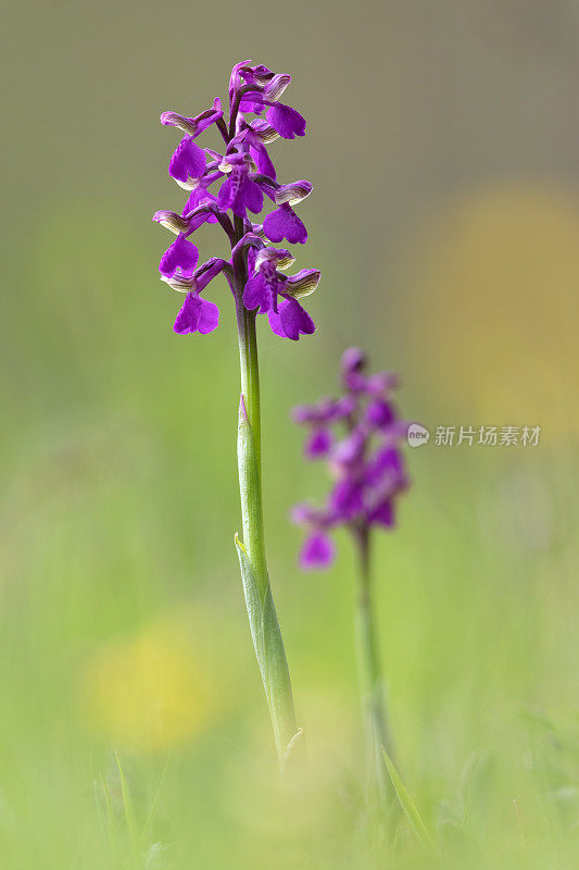 绿翼兰花或绿脉兰花