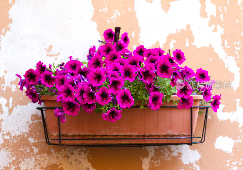 意大利:漂亮的紫色牵牛花在赤陶罐上的橙色墙