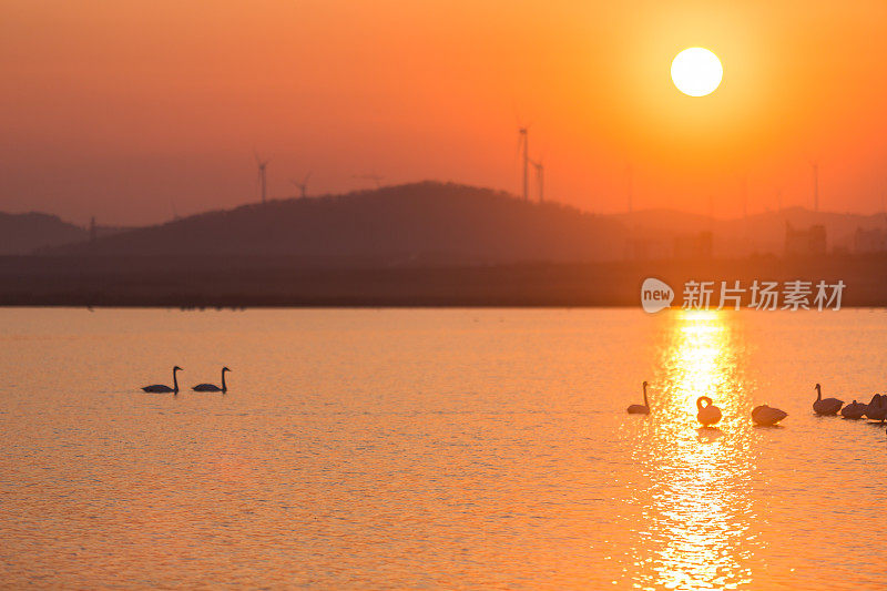 日落前，一群大天鹅在天鹅湖中休息