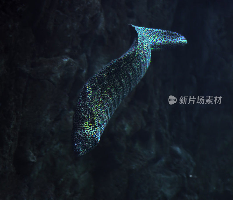 在深海岩石附近发现了穆雷那蛇