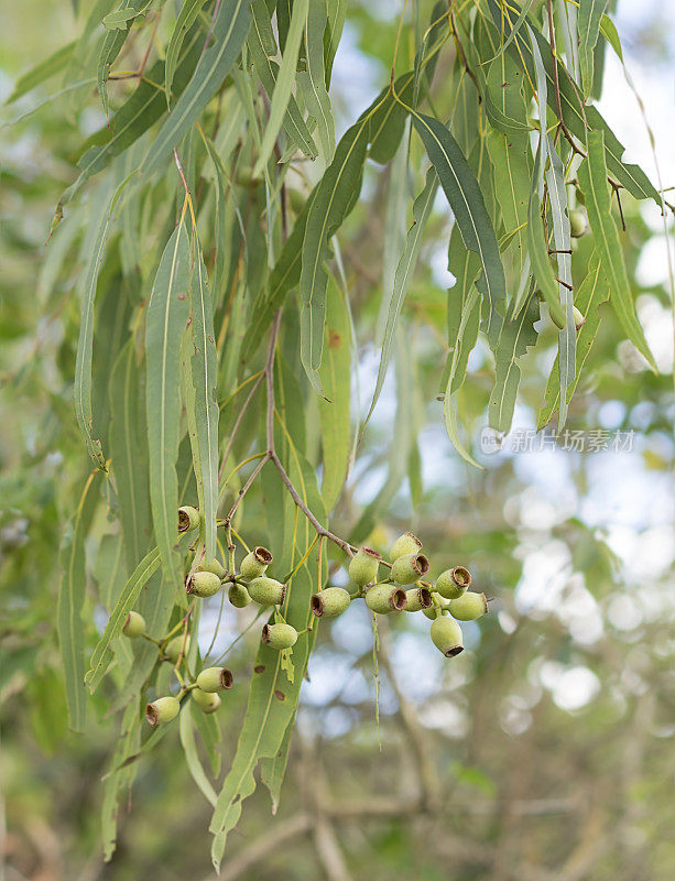 澳大利亚桉树的叶子和口香糖