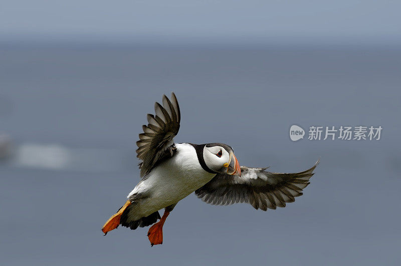 海雀(北冰洋兄弟)