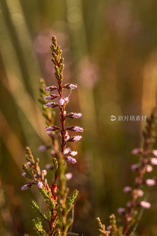 在晨曦中，沼泽中生长着一株美丽的粉红色石南花。