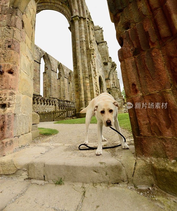 拉布拉多寻回犬正在探索教堂废墟