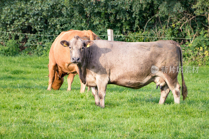 德国北部绿色草地上的棕色奶牛