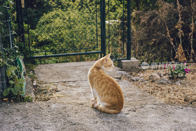 街上的猫