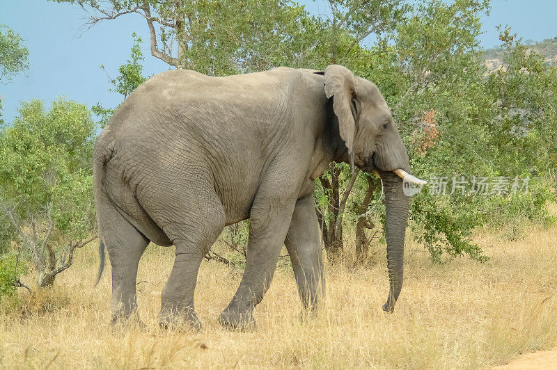 非洲大象-克鲁格国家公园