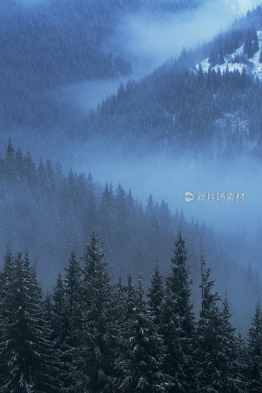 冬天浓雾笼罩着山林