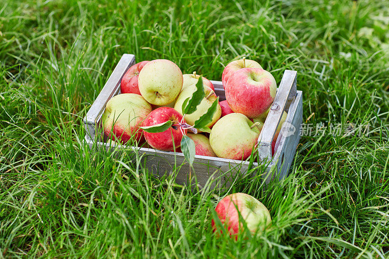 农场里装着熟红苹果的板条箱