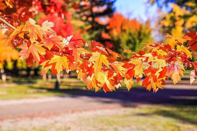 秋天的颜色的树木