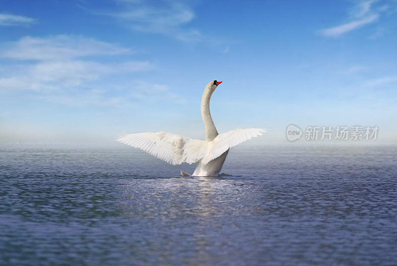 湖面上的白天鹅