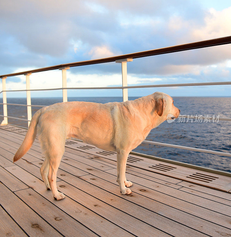 甲板上的拉布拉多寻回犬